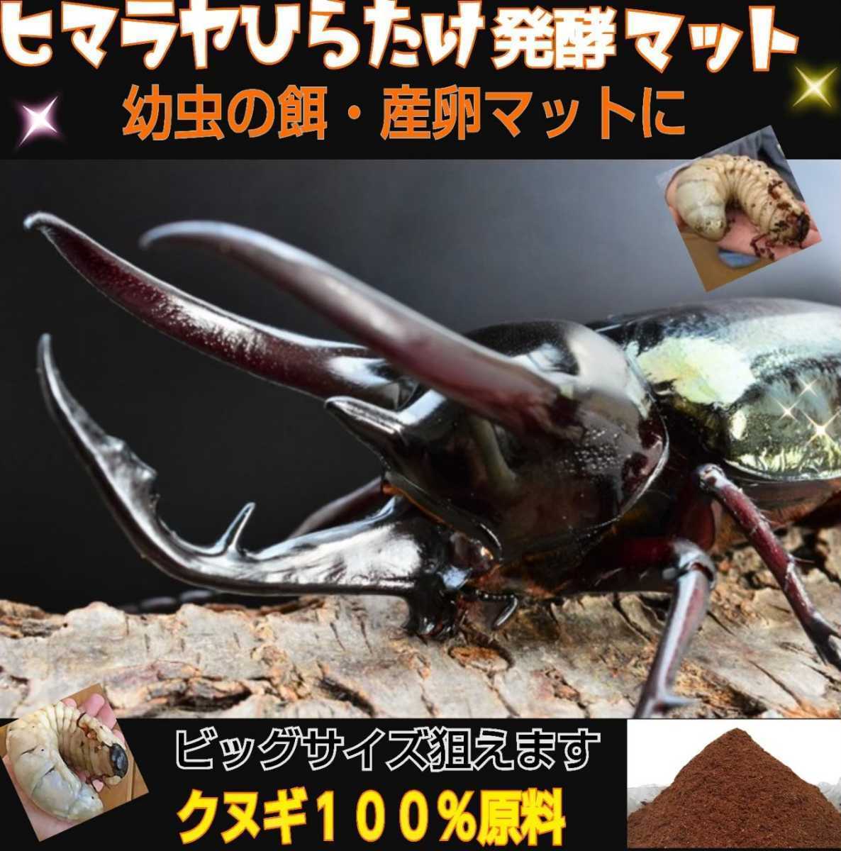 カブトムシ幼虫が大きくなる 改良版 ヒマラヤひらたけ発酵マット【9袋