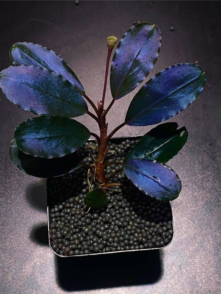 Bucephalandra sp. Blue Melon 水上葉1株 ブセファランドラsp ブルーメロン