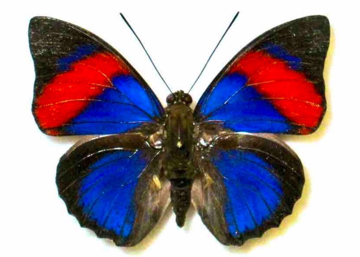 アグリアスクラウディナサルダナパルス♂ ミイロタテハ 蝶標本 甲虫