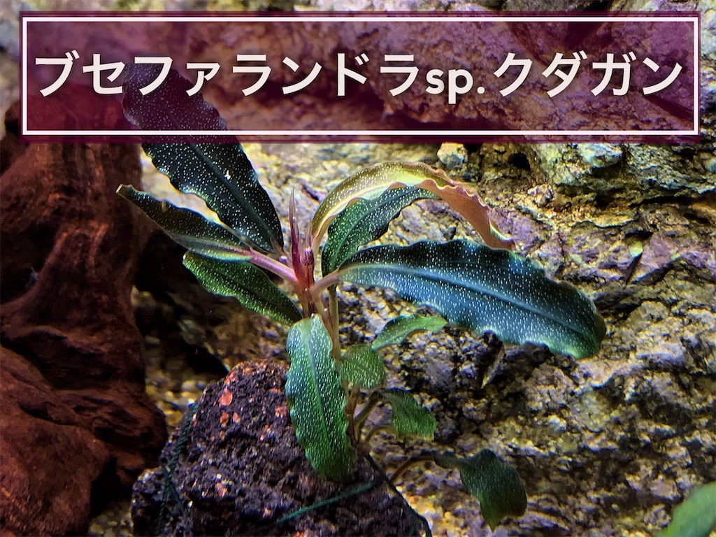 ブセファランドラ クダガン 特大群生株② ブセファランドラsp.クダガン