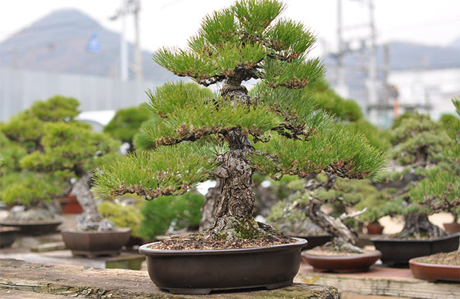 盆栽鉢 植木鉢 陶芸 園芸 盆栽 盆栽鉢 植木鉢 陶芸 園芸 盆栽 紫砂の鉢