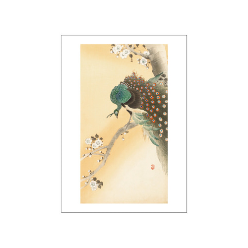 小原古邨「桜に孔雀」本物木版画