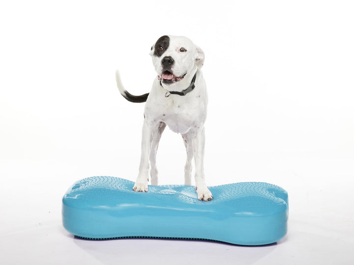 DaisyMae_FitBone_Giant_0385-