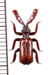 ヒゲブトオサムシ亜科(ヒゲブトオサムシ族) Paussinae(Paussini) of