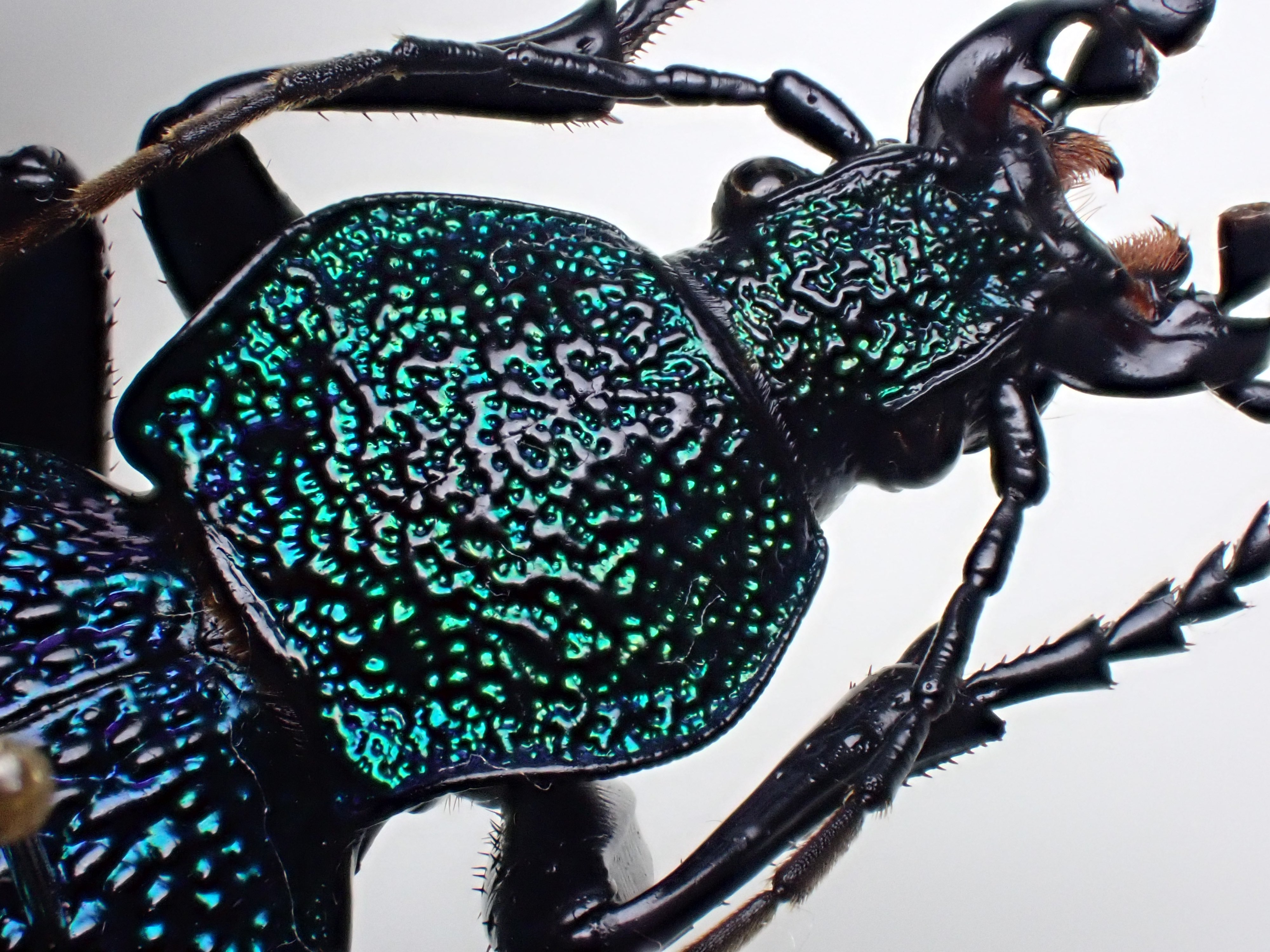 イボハダオサムシ標本 ☆クリミア半島産C.scabrosus tauricus