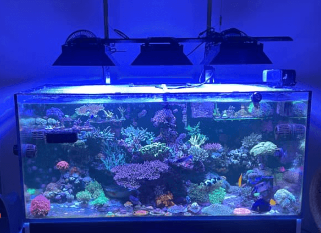 EcoTech Marine Radion XR30 Light Shade – Printed Reef