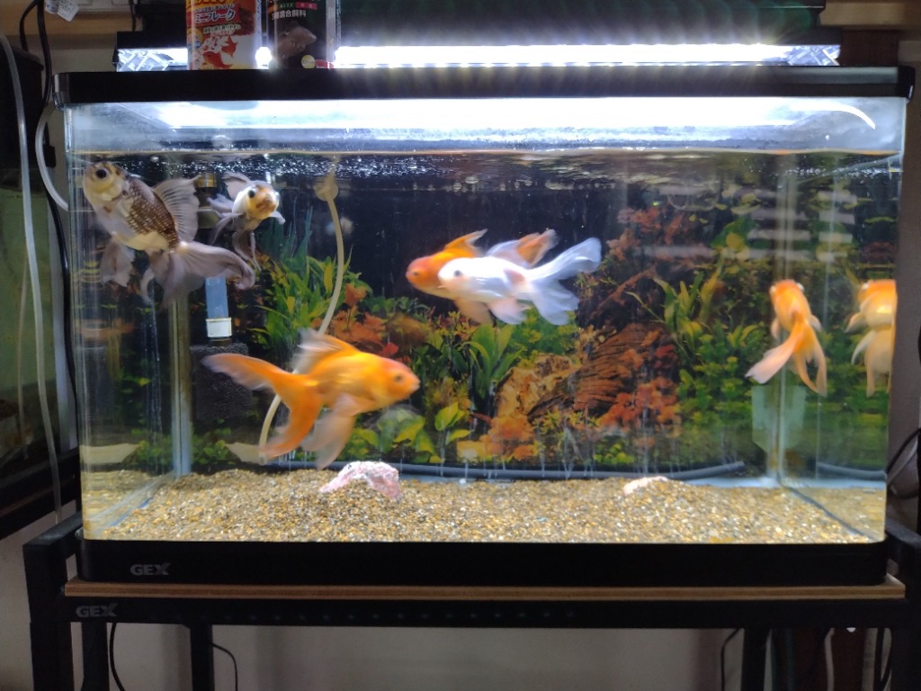 ジェックス ラピレス RV60 GT LEDセット ガラス水槽 - 最安値・価格