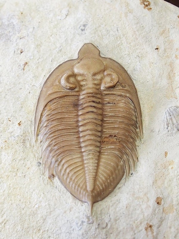 三葉虫 化石 三葉虫 化石（Trilobite Fossil)（学名 ： Phacoida.sp） 時代
