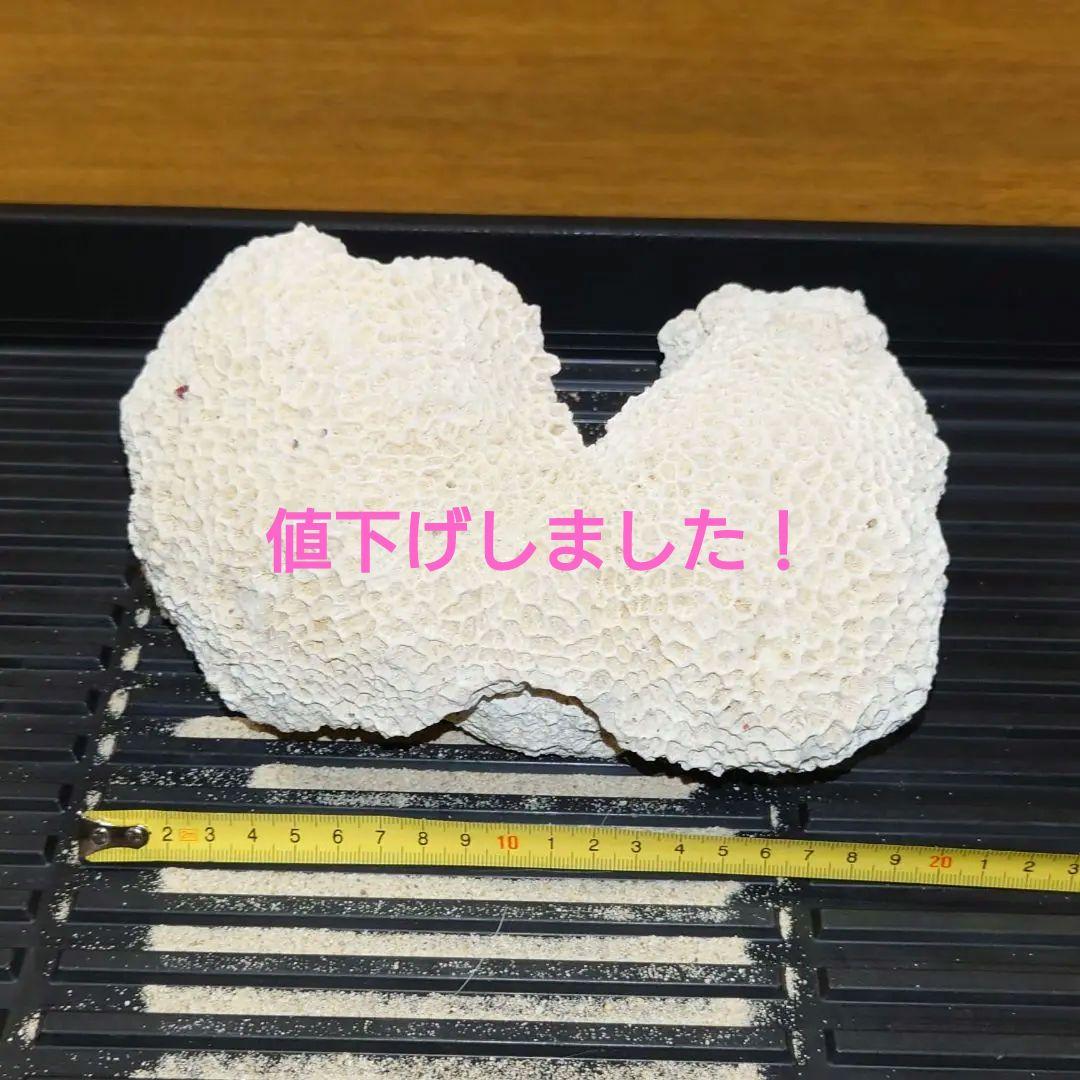 珊瑚　菊目石 和歌山県産 珊瑚(菊目石) 1.05kg｜天然石 原石 通販 キラリ石