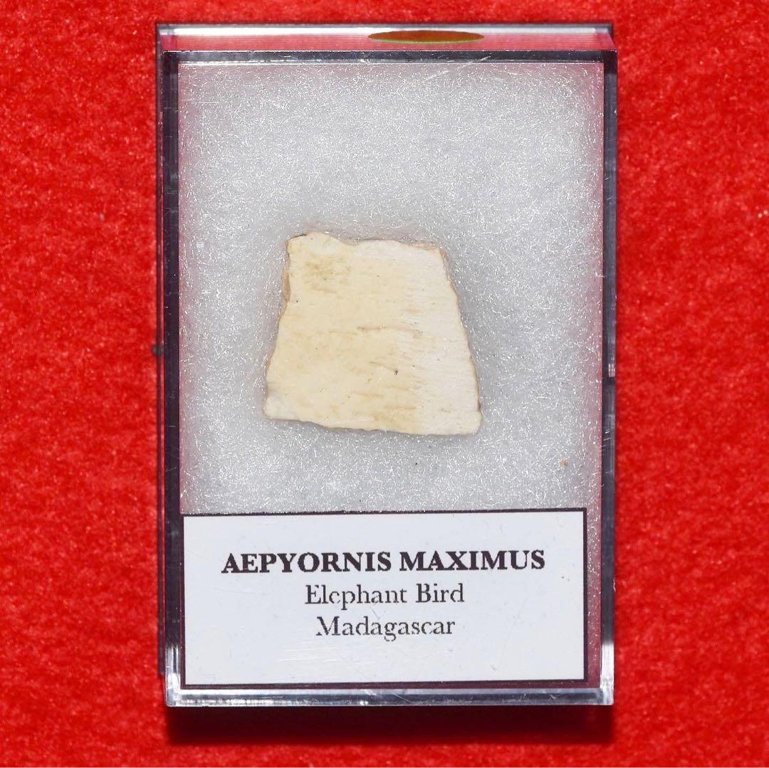 マダガスカル産 エピオルニスの卵殻化石 マダガスカル産 エピオルニスの卵殻化石